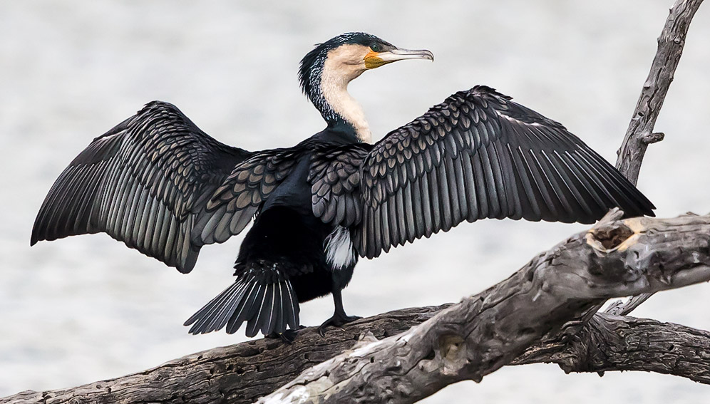 White-breasted Cormorant